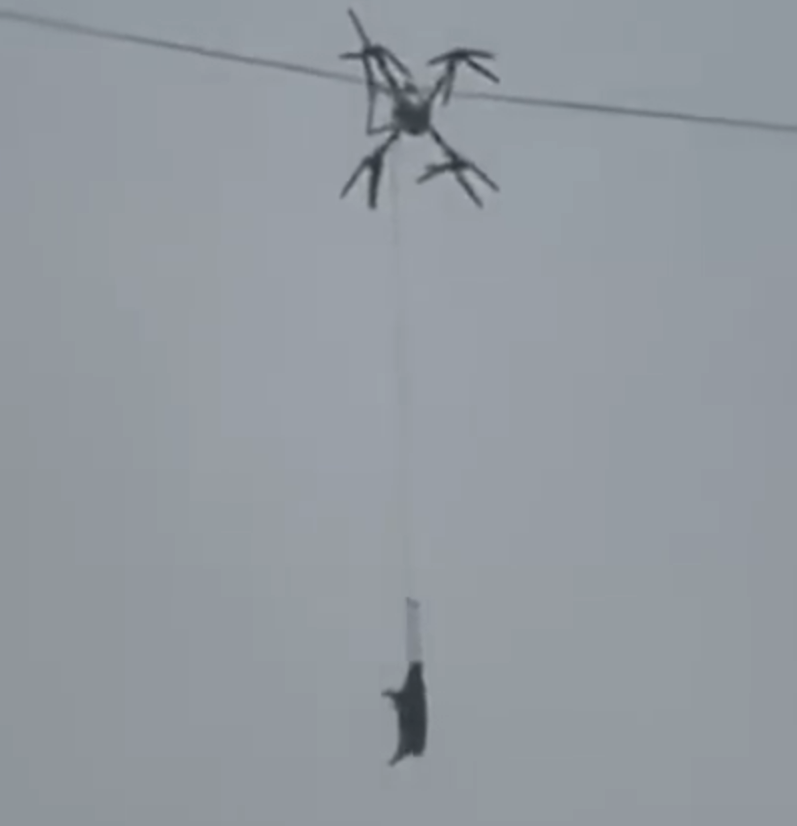 Flying Drone Pig logo