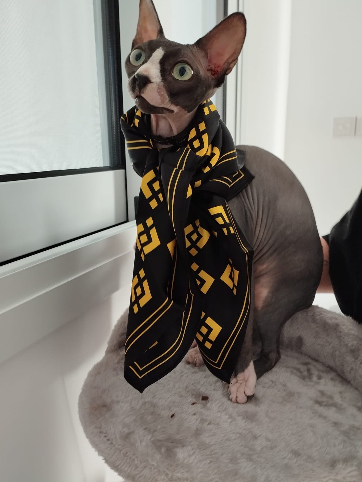 SPHYNX