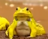 Golden Toad Of Luck logo