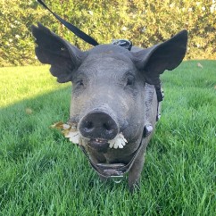 Gertie
