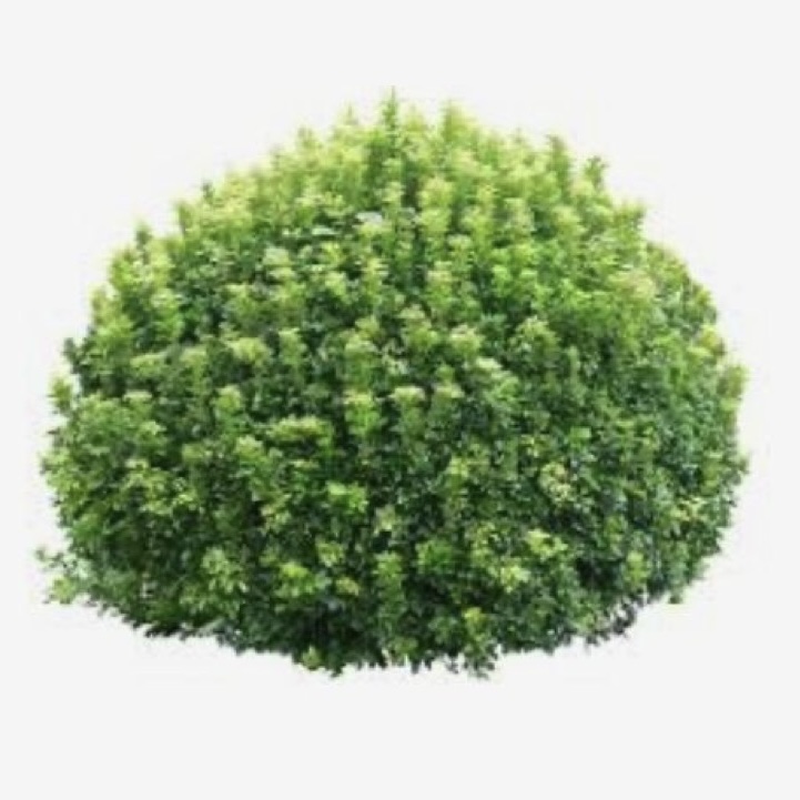 BUSH