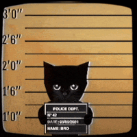 jailcat