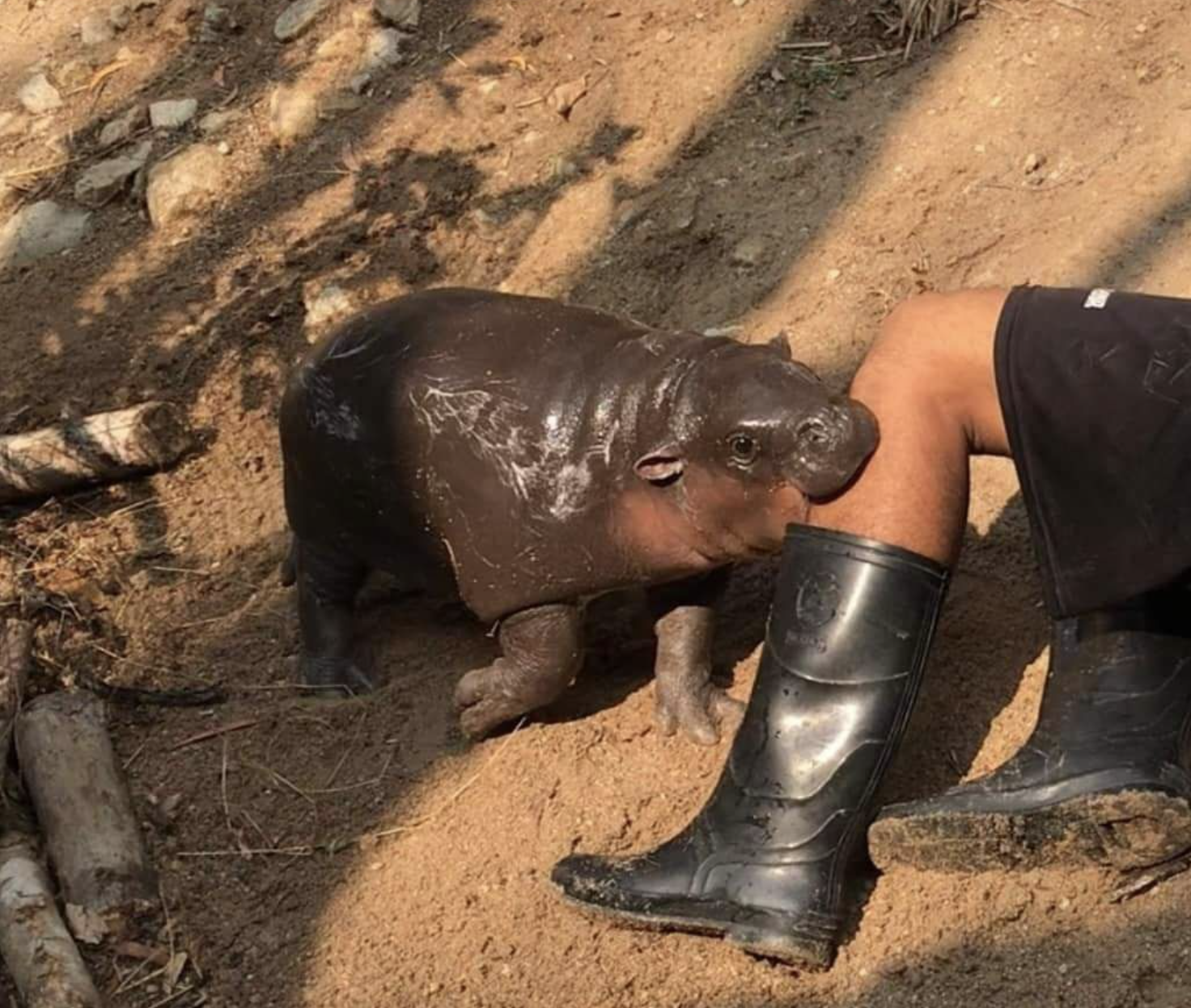 hippo