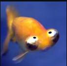 Lilfish