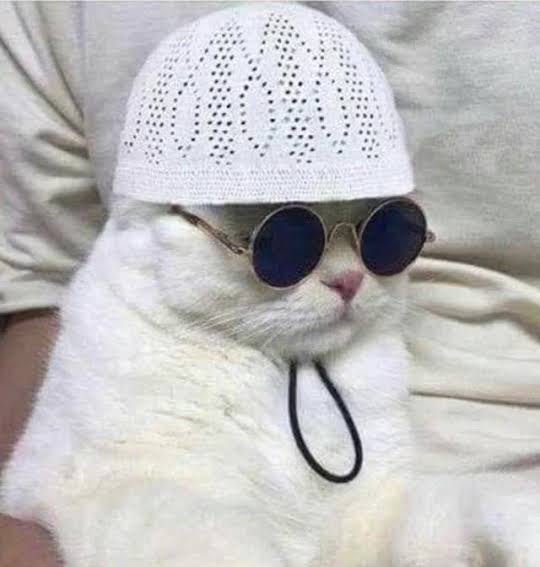 Meowslim