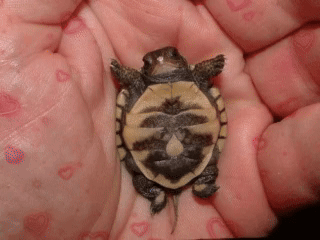 TORT