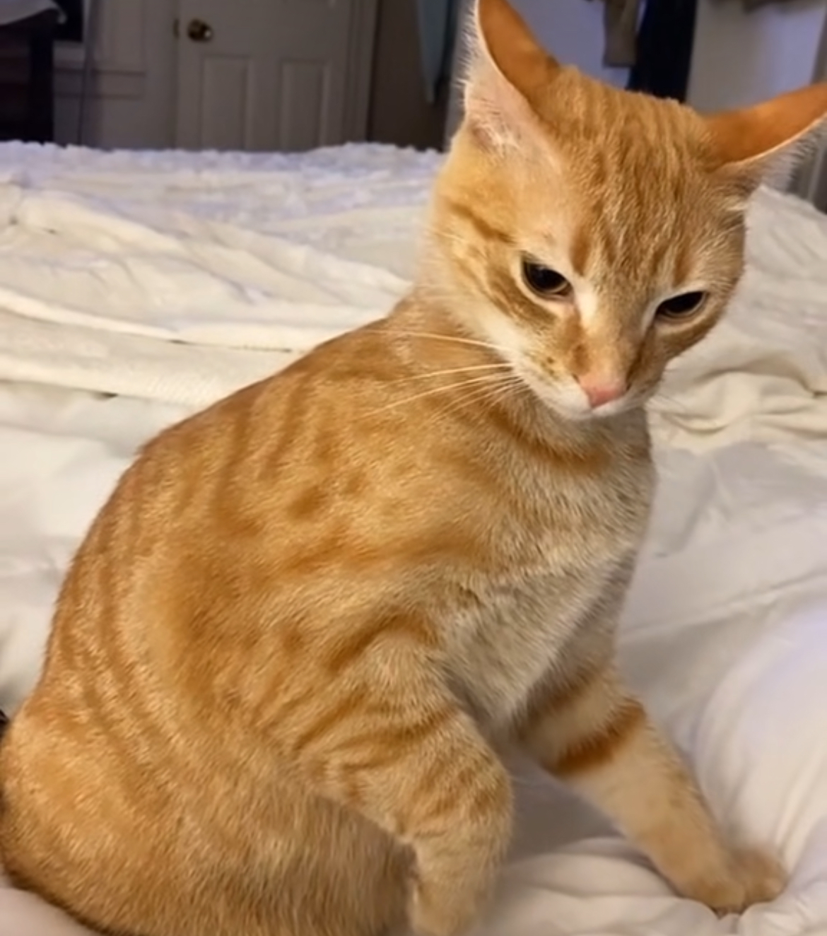 suscat