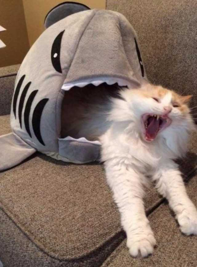 sharkcat