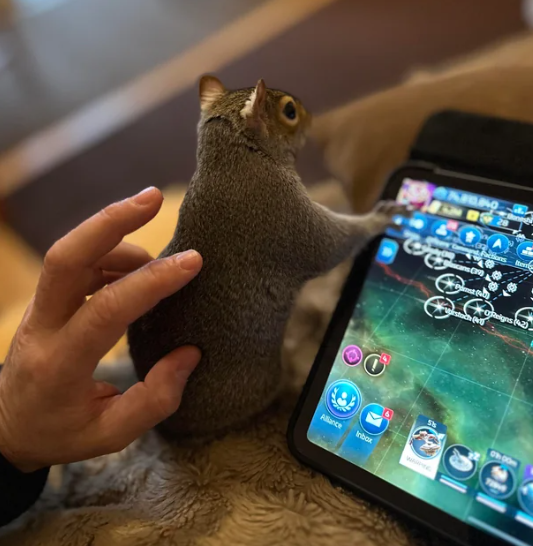squirrel