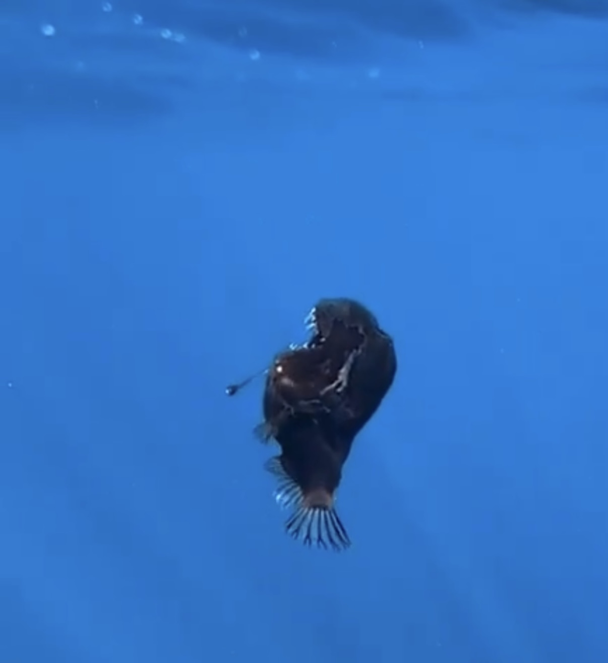 ANGLERFISH