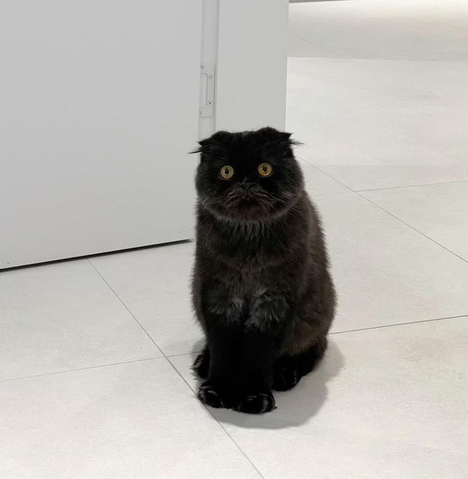 gimo