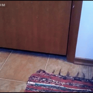 $RUG