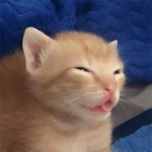 temmie