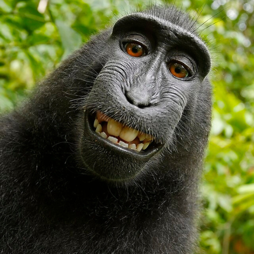 Monkeycoin