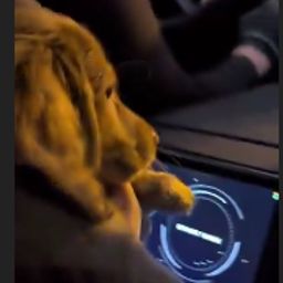 PUPPYTAXI