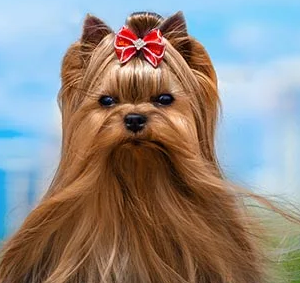 Yorkie