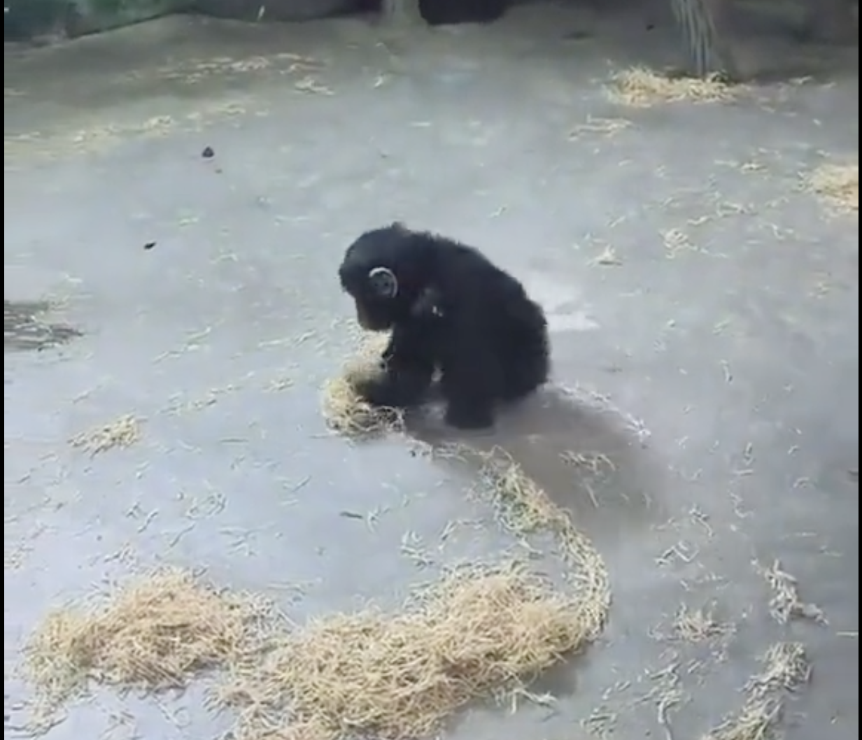 CHIMP