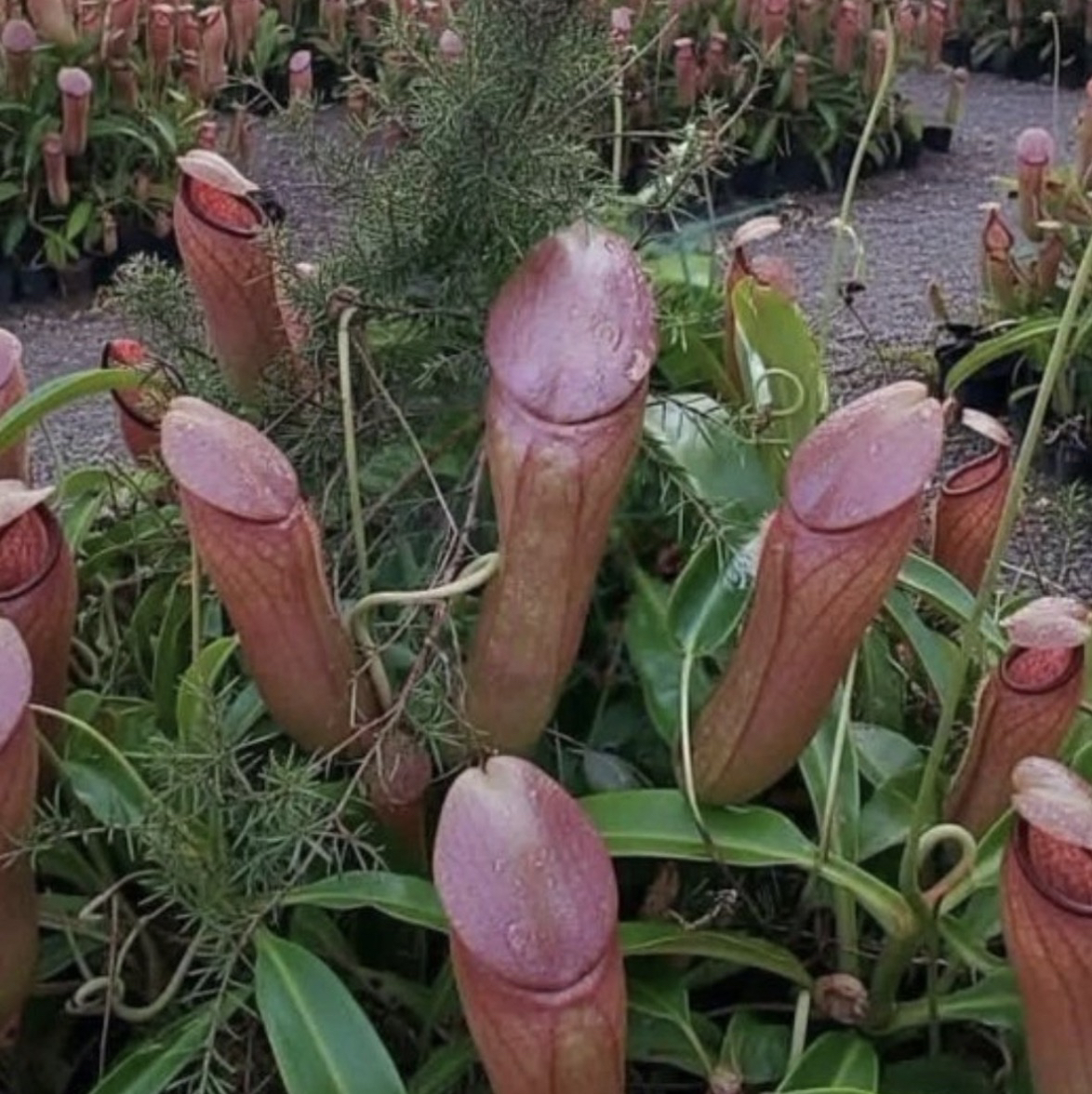 PPLANT