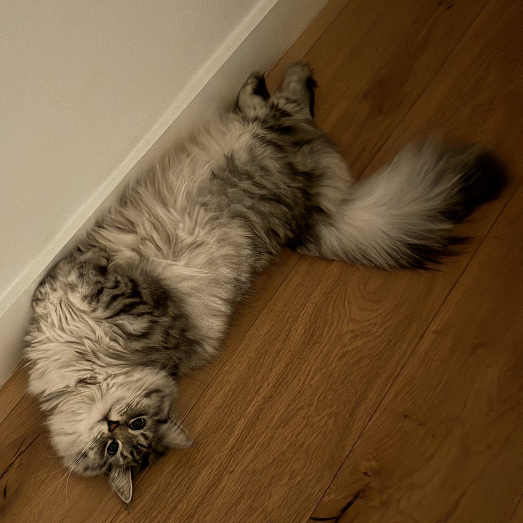 tolycat