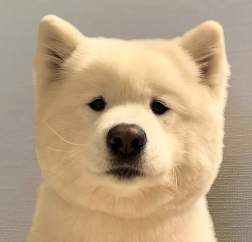 siyū