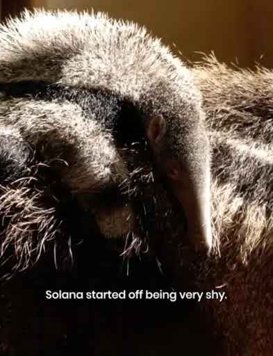 SOLANA