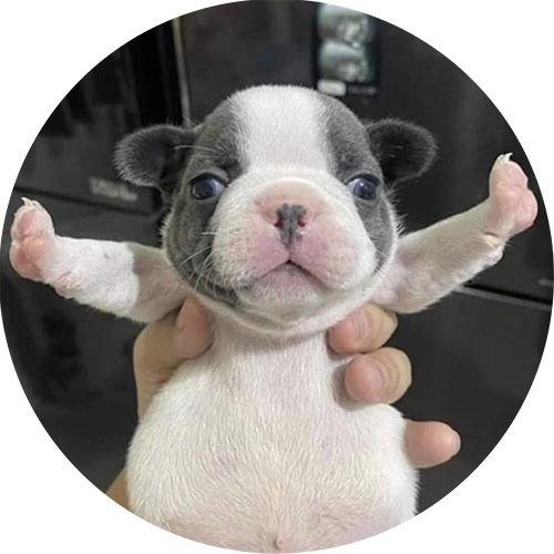 PUPY
