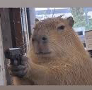 gun