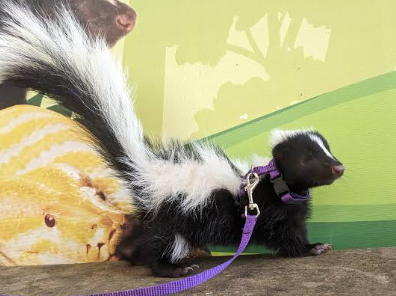 Skunk