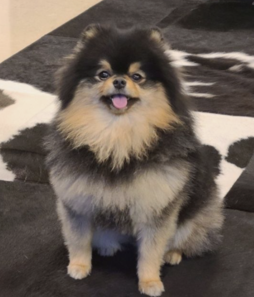 YeontanDog