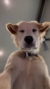DOGTAX