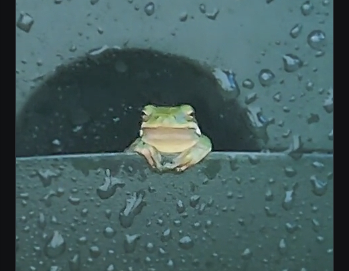 Frogcese