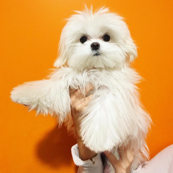 coco