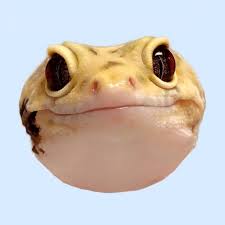 Gogo
