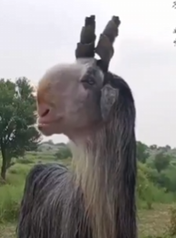 GOAT