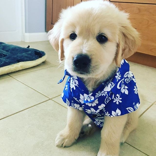 PupGPT
