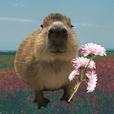 CAPY