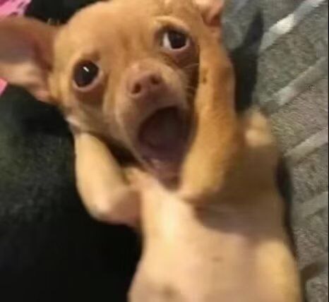 FuckDog