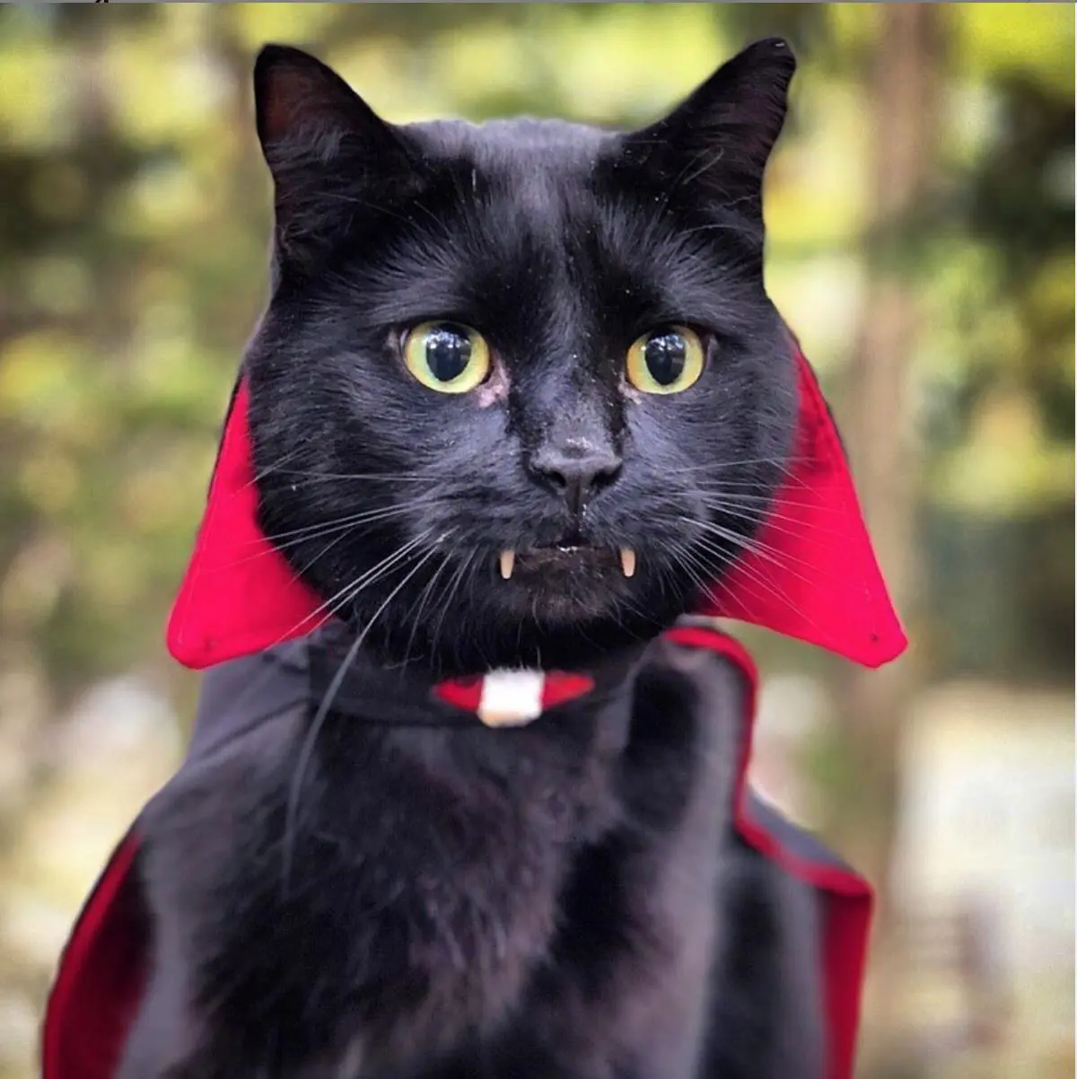 CATCULA