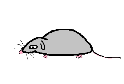 mouse
