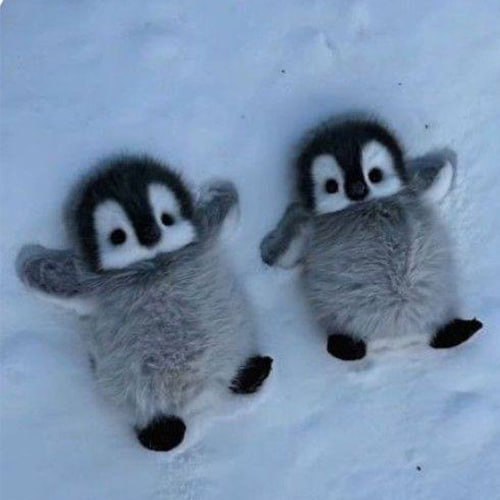 CouplePengu