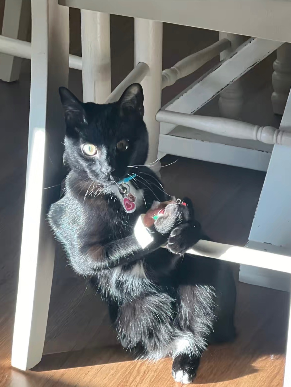 THERAPYCAT