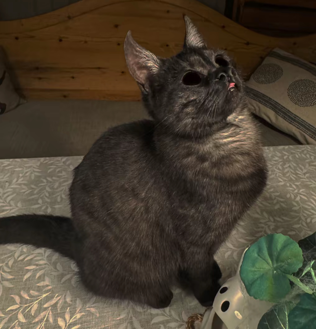 batcat