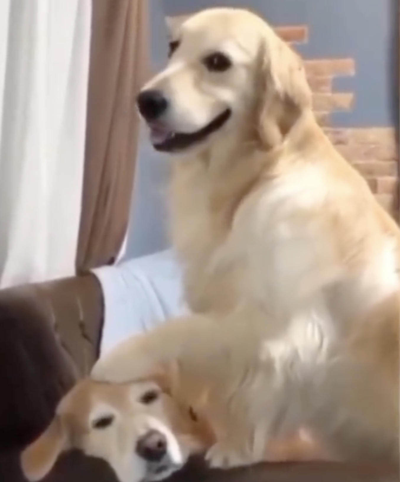 PTDog