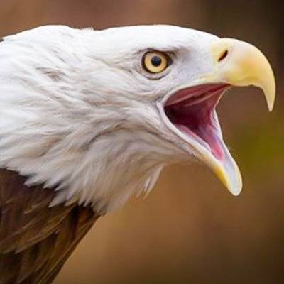 EAGLE