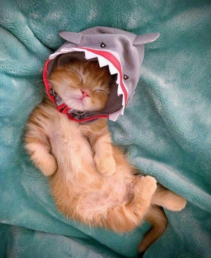 Sharki