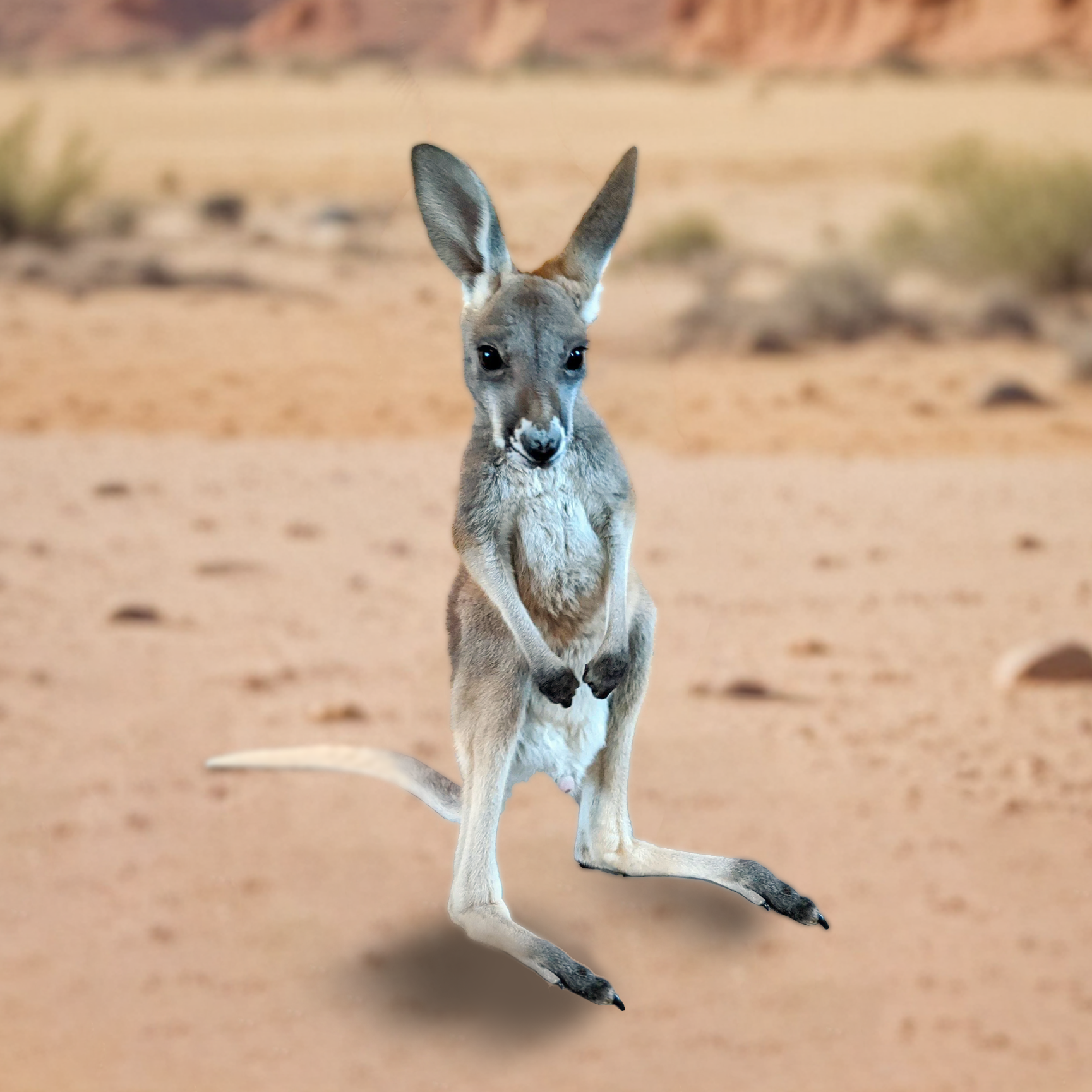 kangy