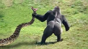 goonrilla