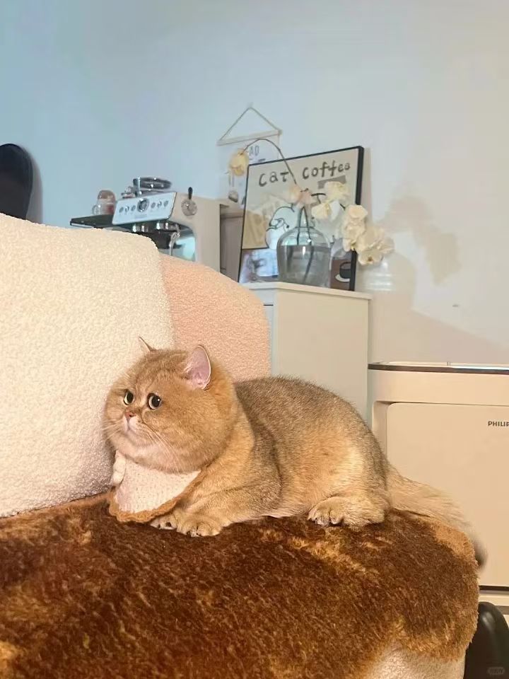 CAT12