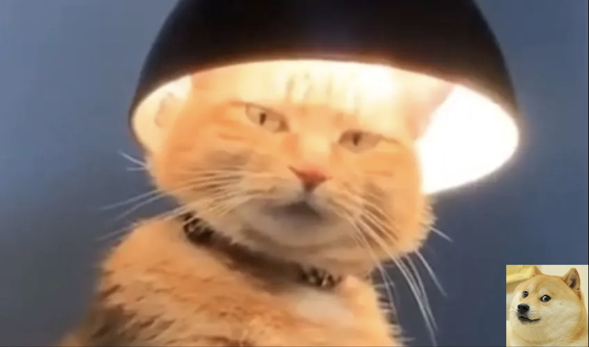 PUSSY