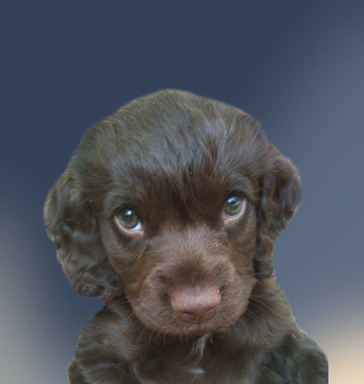 bella